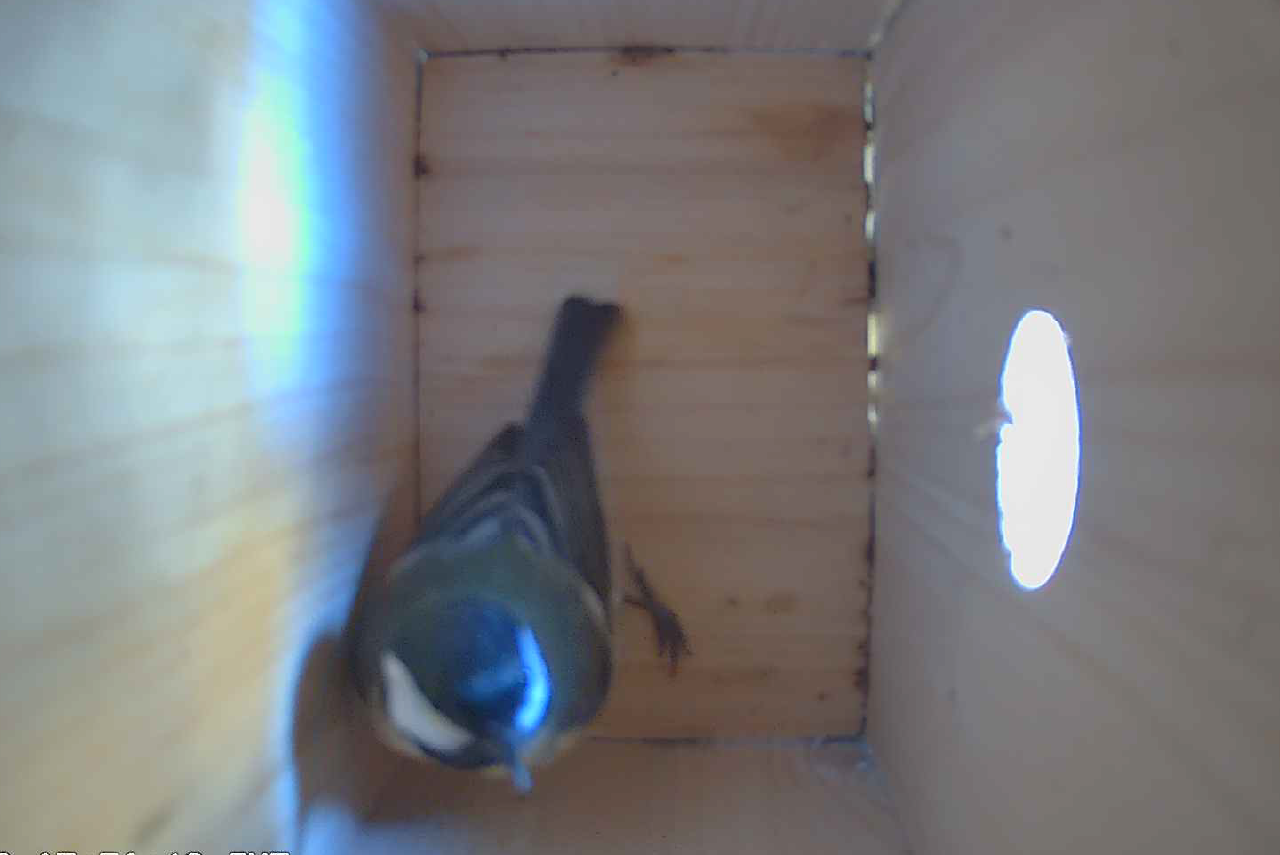 Interno Nido Smart Bird House in inverno