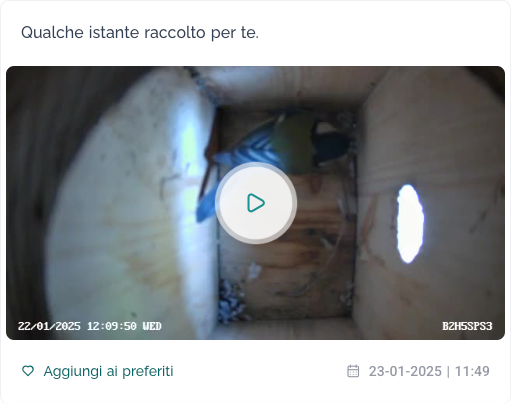 Estratto video catturato dal Nido smart Bird House